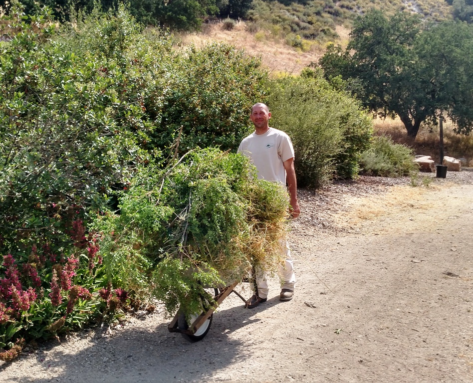 Scott hauling weeds to the pile.